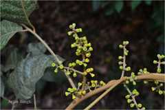 Aglaia lawii
